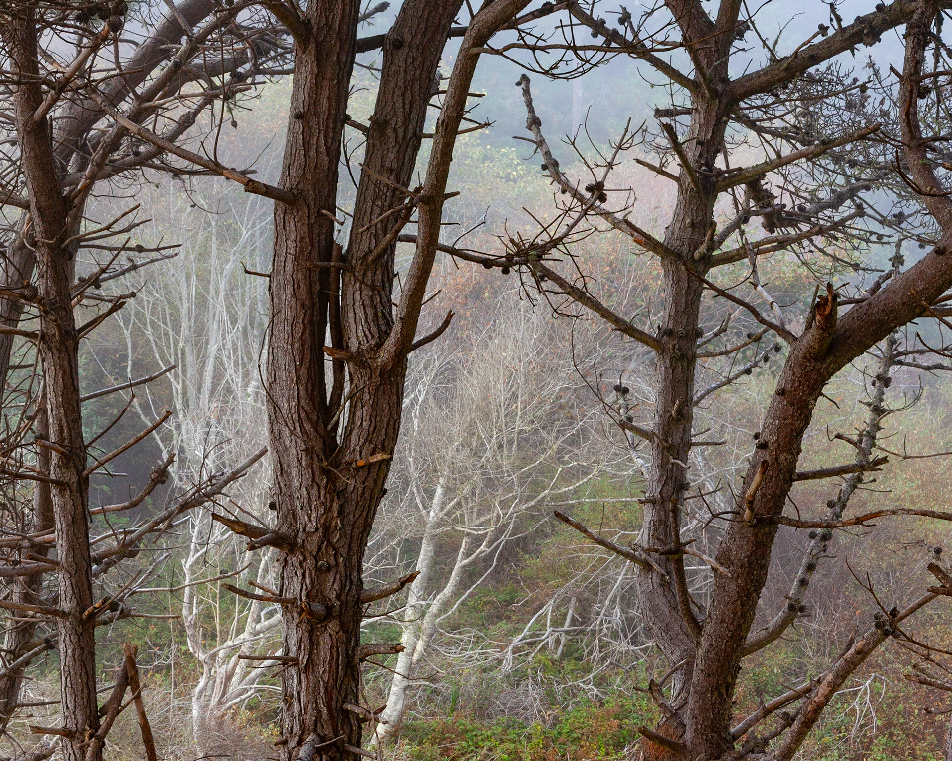 Misty, Point Arena, 2020