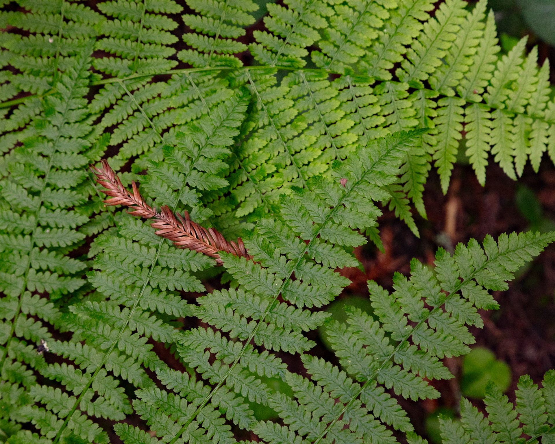 Redwood Leaf, Purisima Creek, 2021