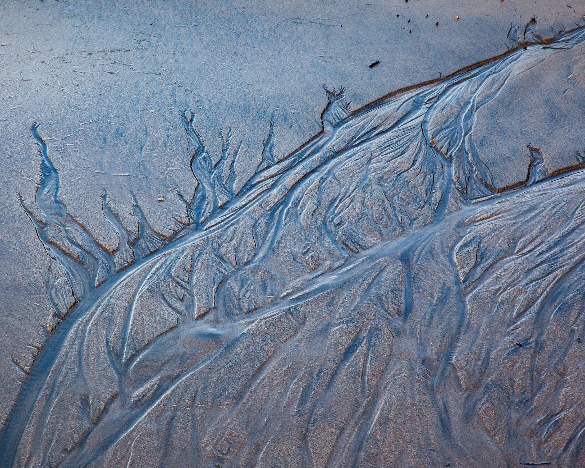Branching, Pomponio, 2009