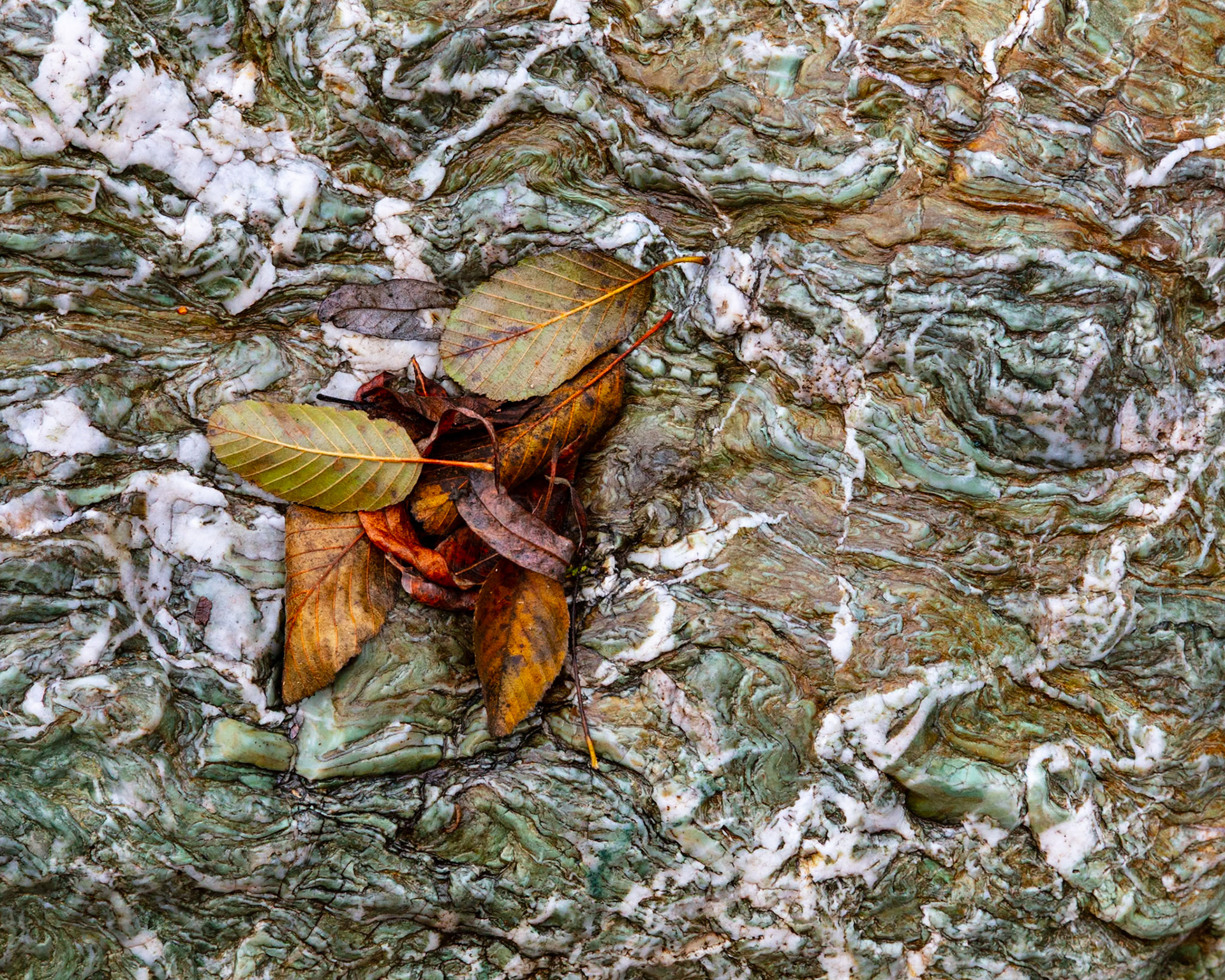 Alder Leaves, Sunol, 2023