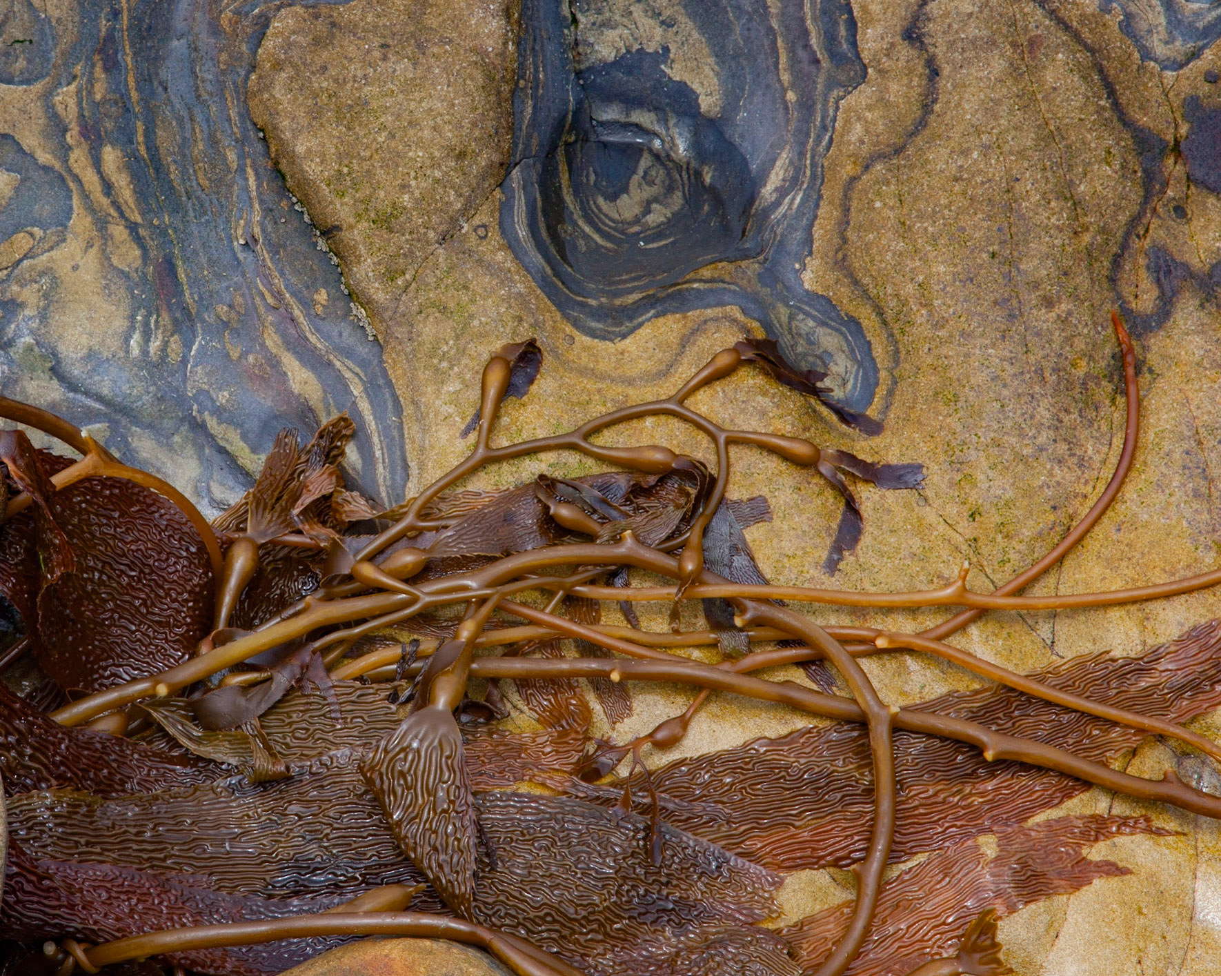 Kelp Embrace, Point Lobos, 2015