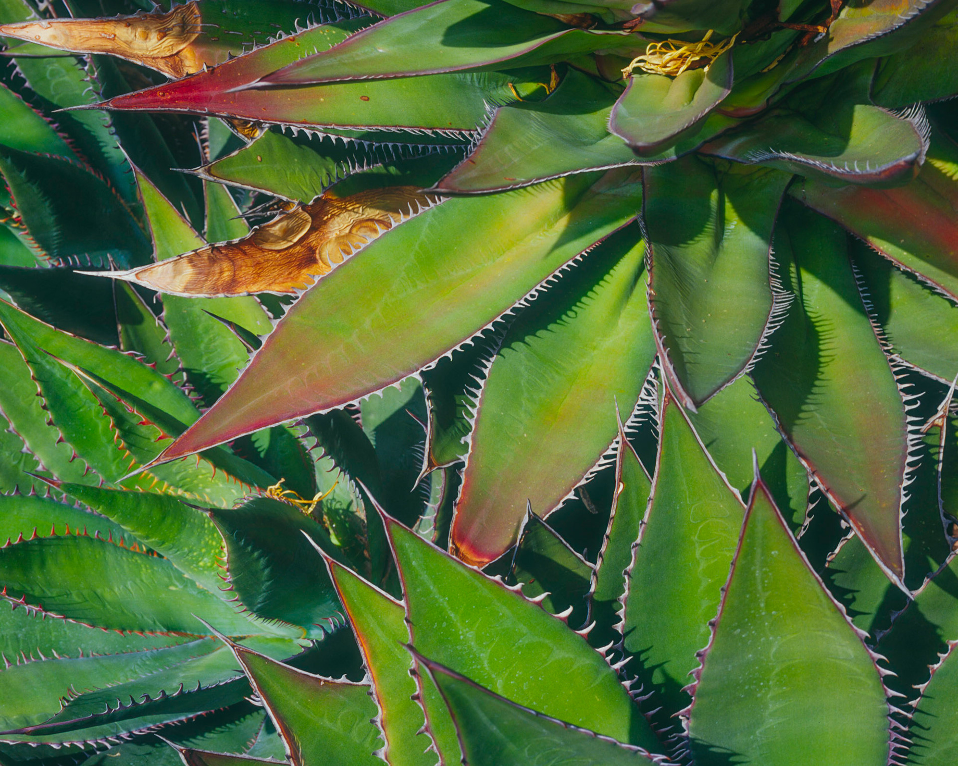 Agave, Rancho Santa Ana, 2008