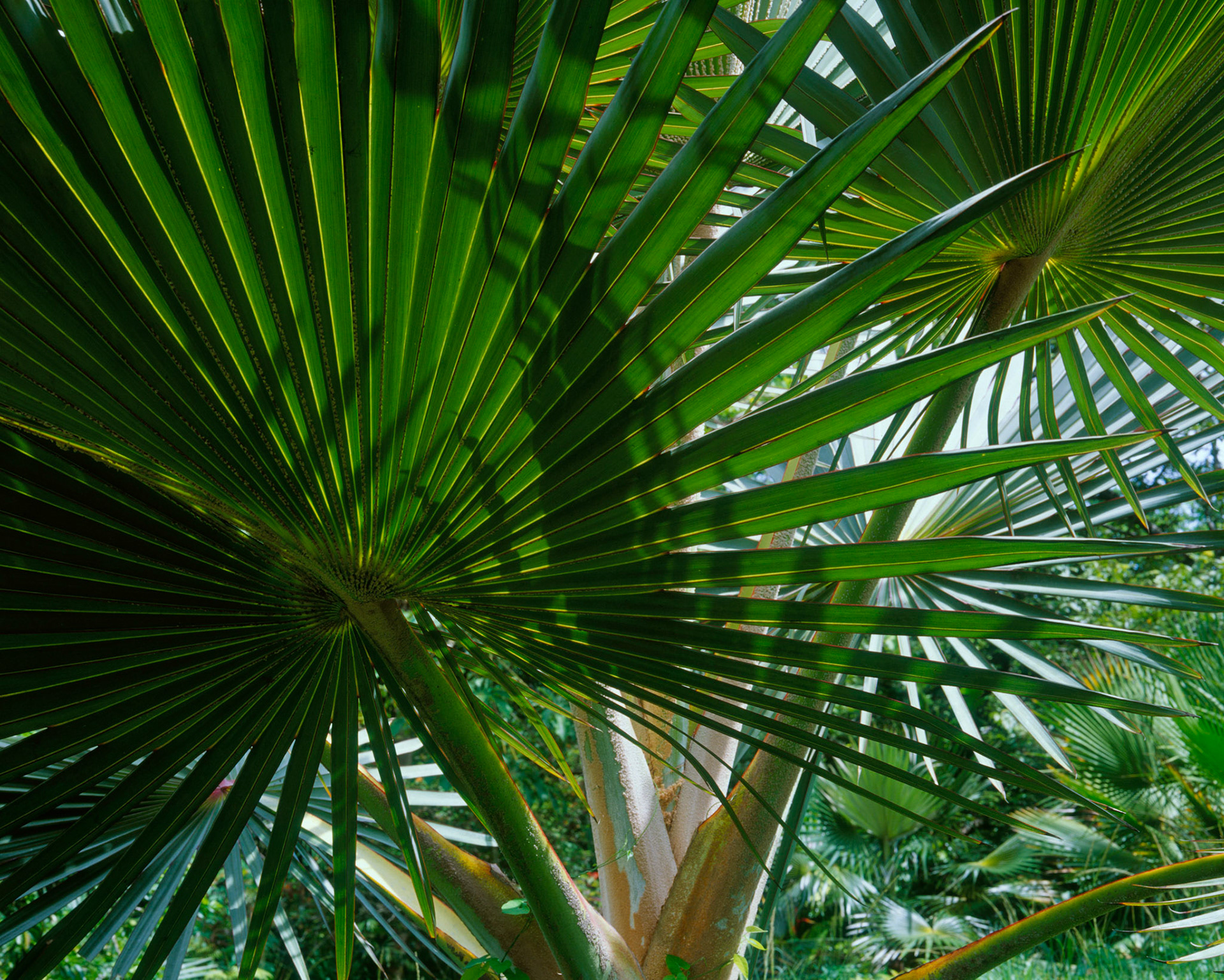 Palm Shadow Play, Belize, 2005