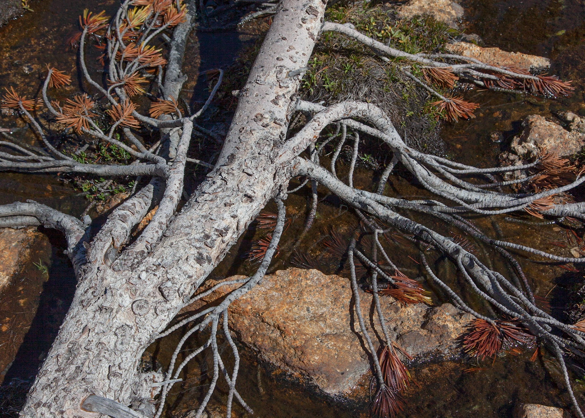 Fallen Grace, Vogelsang, 2012