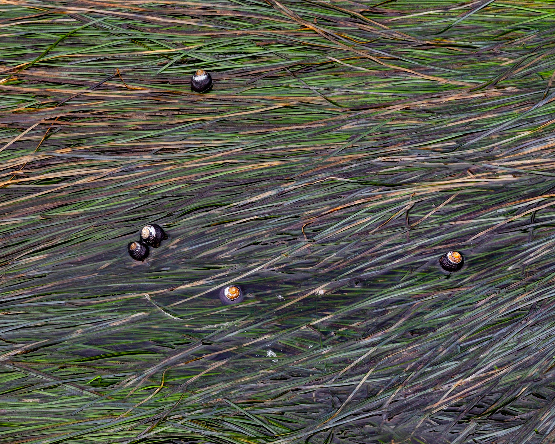 Travelers, Point Lobos, 2020