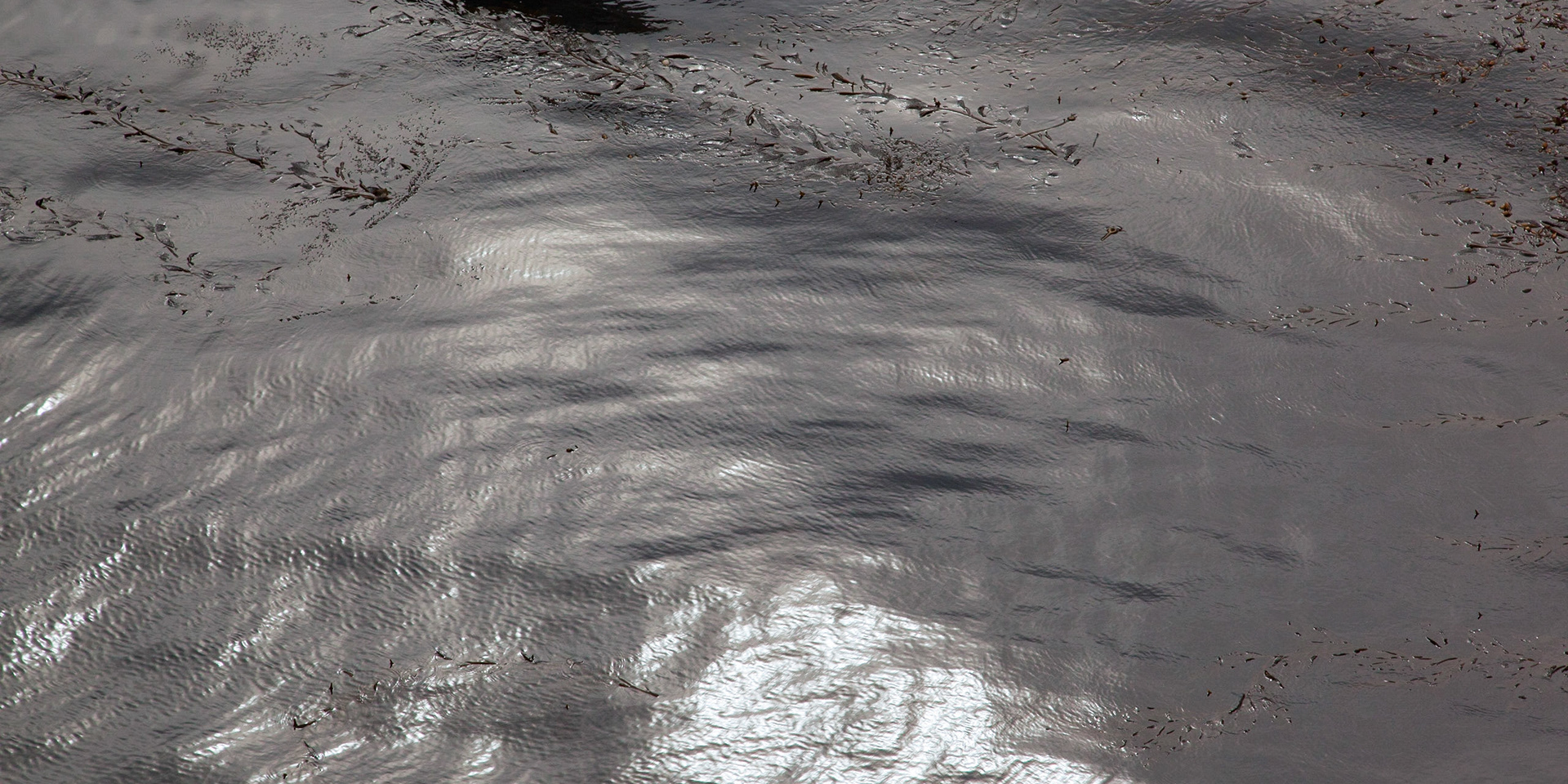 Cove Surface, Point Lobos, 2010