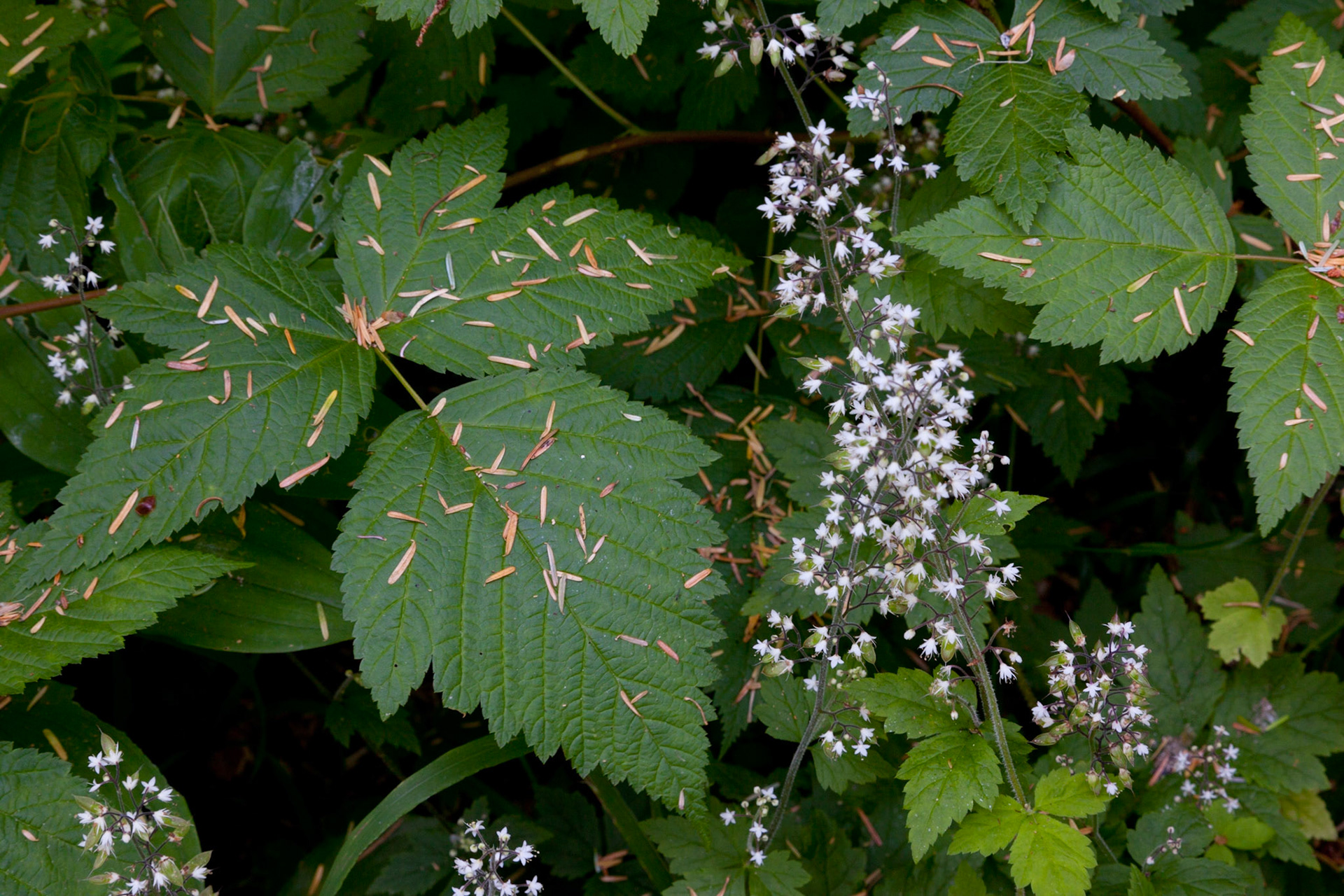 Sprinkles, Vancouver Island, 2011