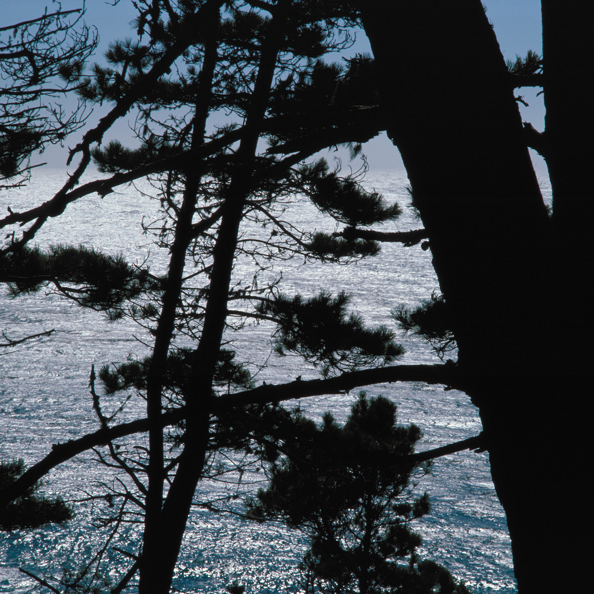 Branches and Ocean, Salt Point, 2002