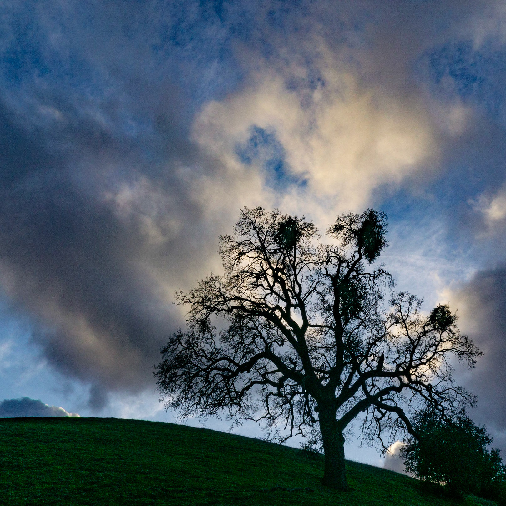 Oak and Sky, Sunol, 2020