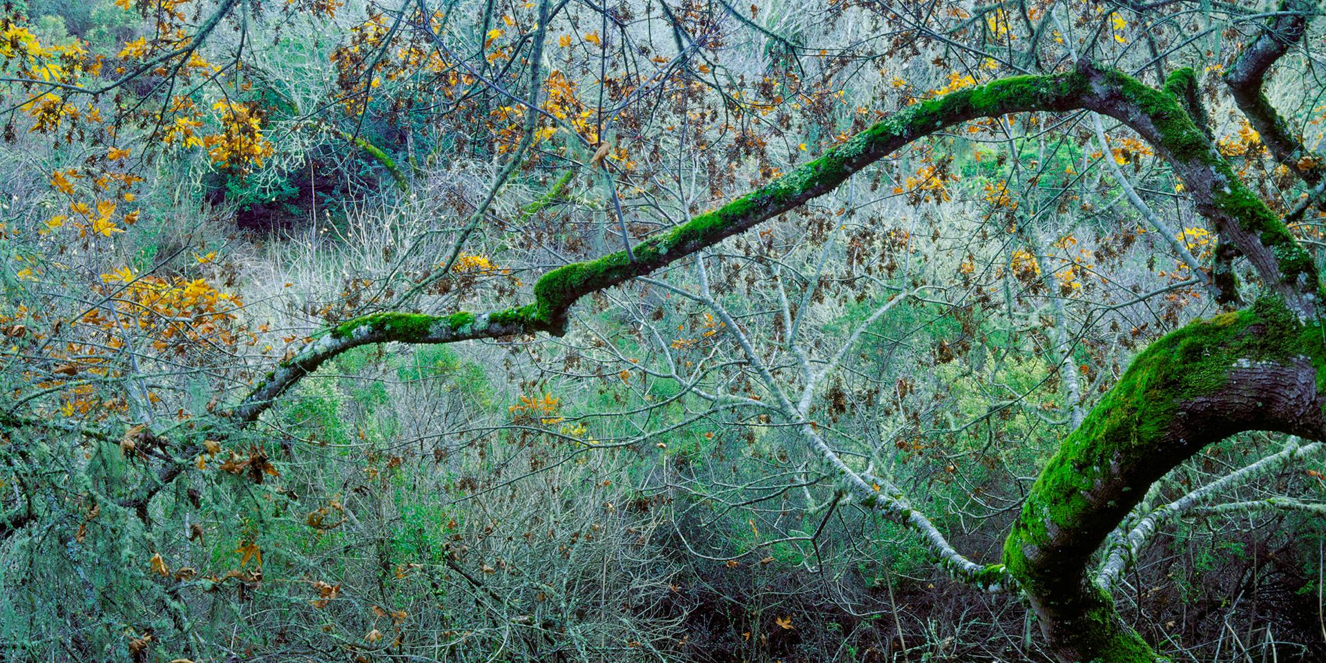 Touching Branch, Foothills, 2005