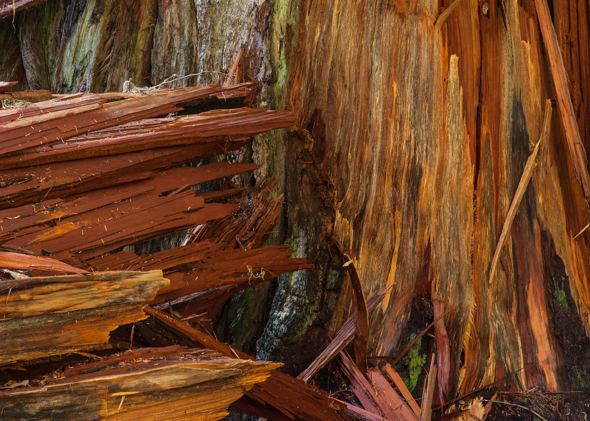 Redwood Revealed, Jedidiah Smith, 2012