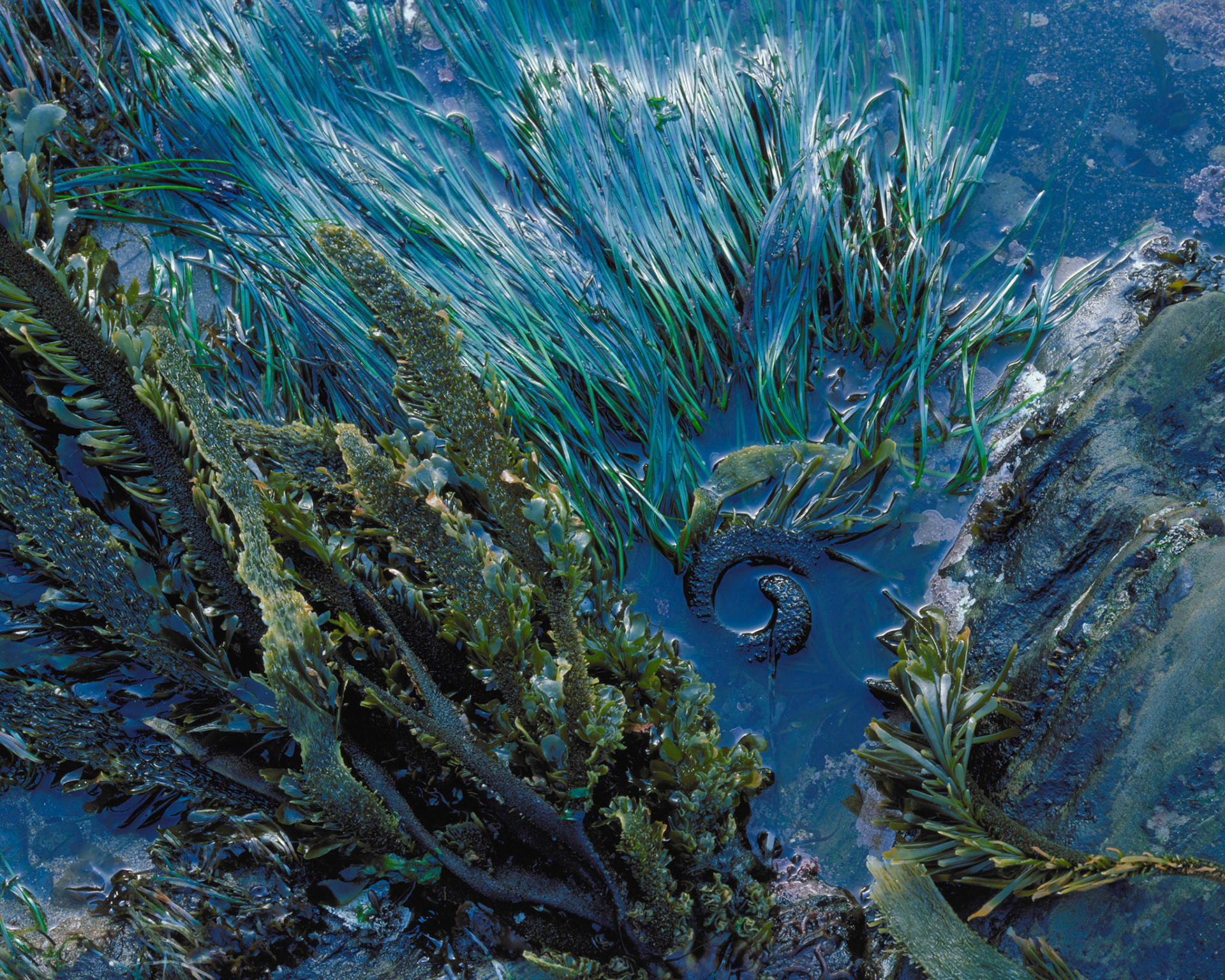 Spiral, Point Arena, 1999