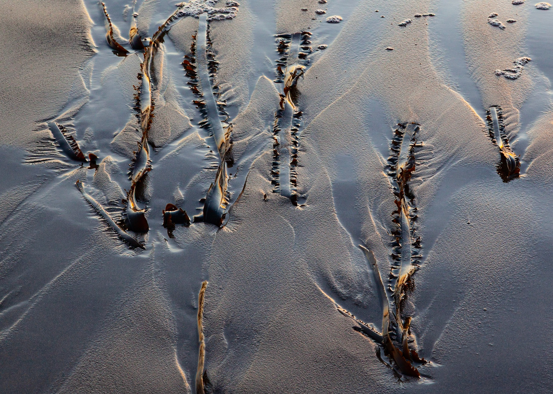 Triangular, Point Arena, 2019