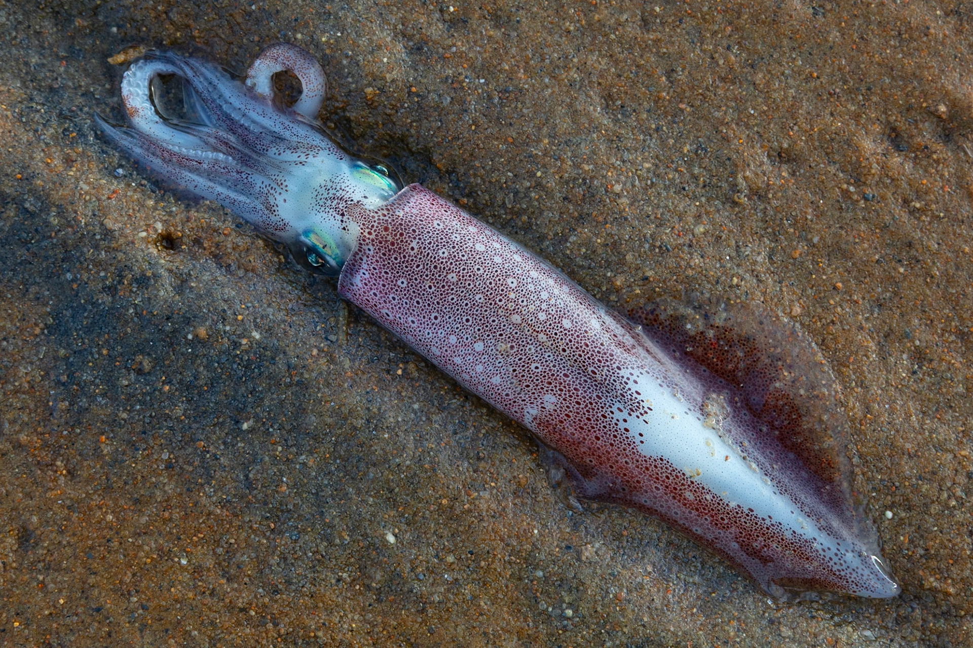 Squid, First Encounter, 2022