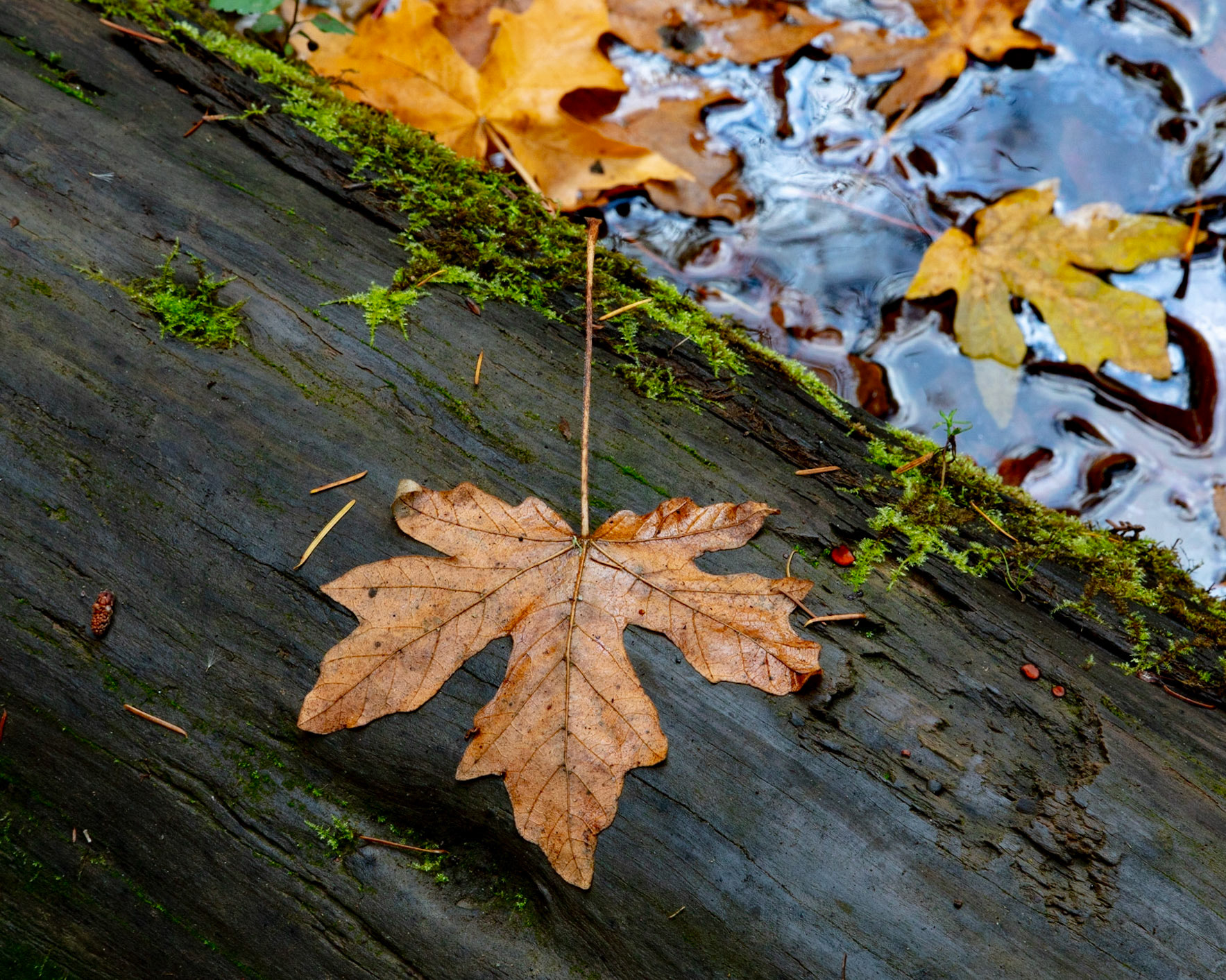 Streamside, Gazos, 2022