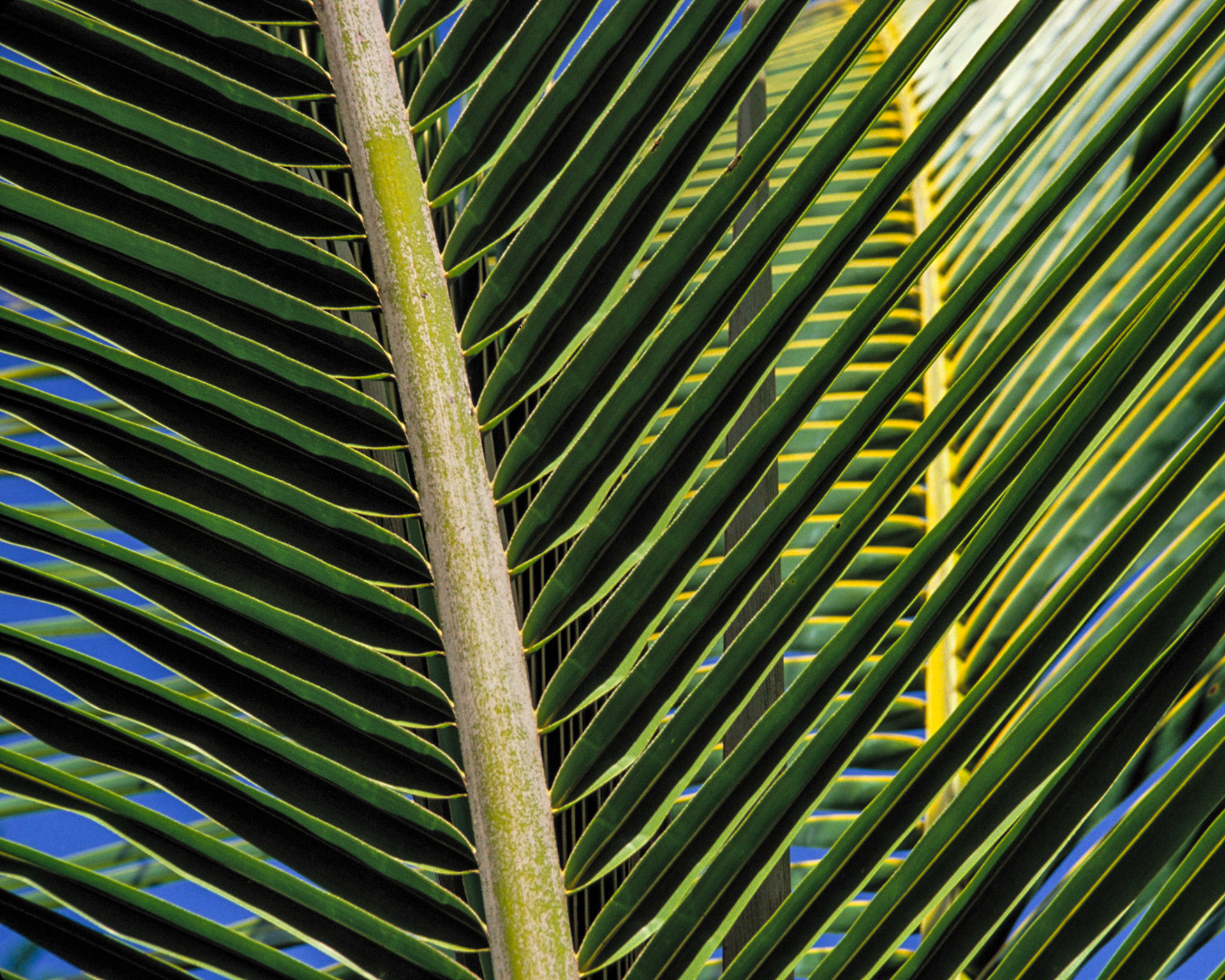 Palm, Kalani Hanua, 2000