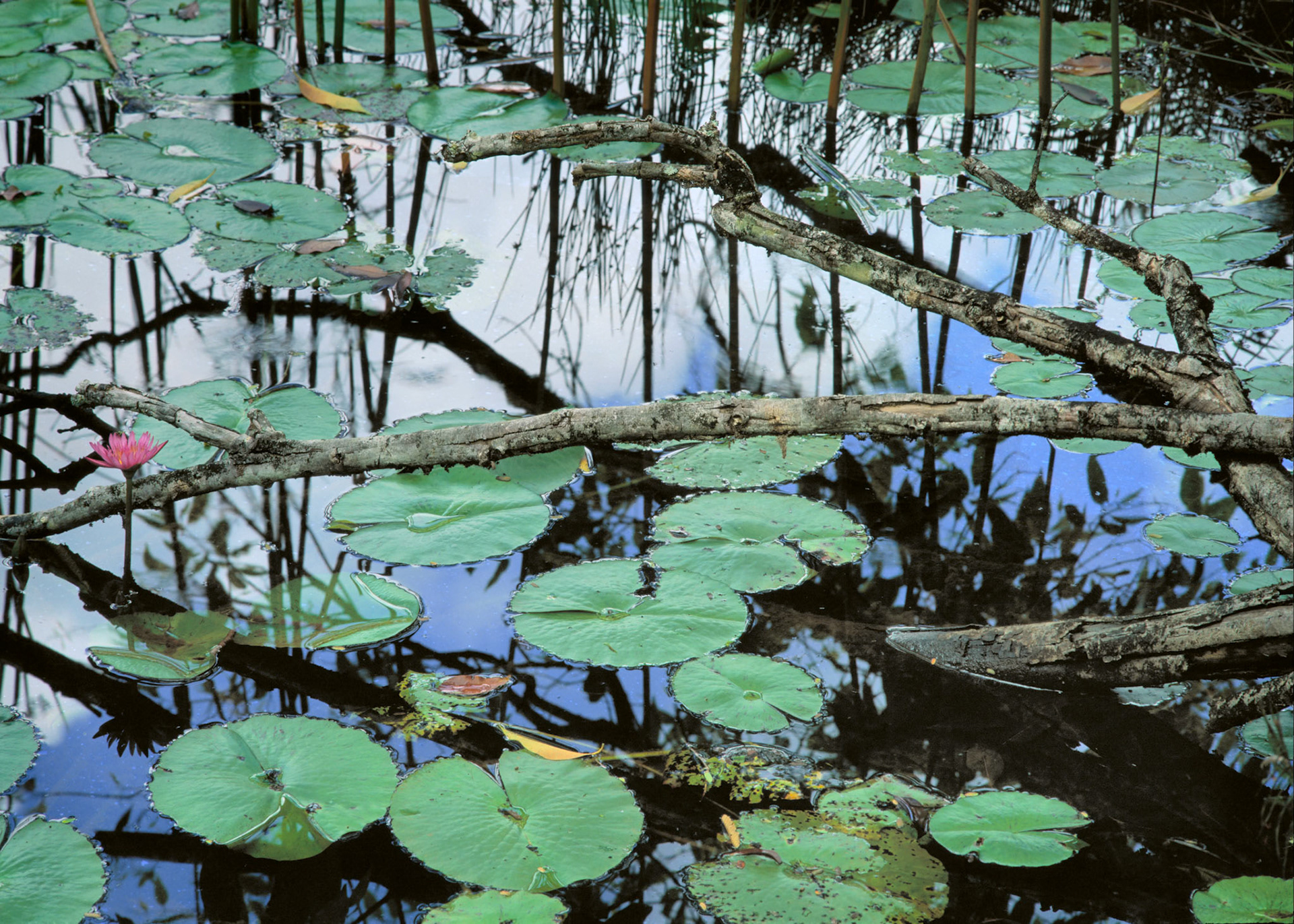 Water Lilies, Kauai, 2000
