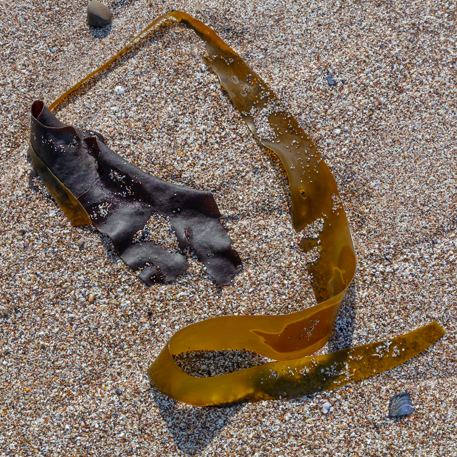 Aleph, Montaña de Oro, 2022