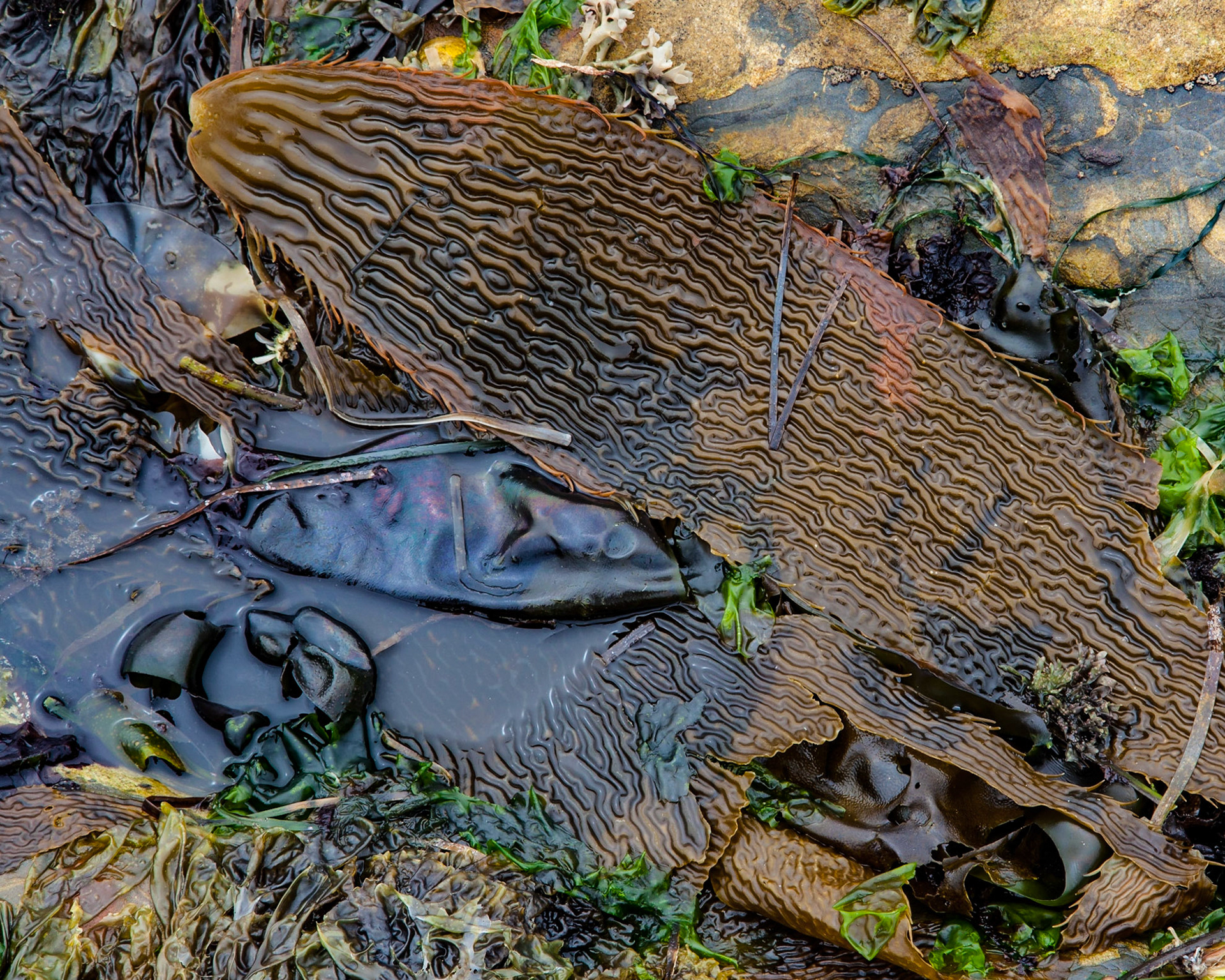 Seaweed Gathering, Point Lobos, 2015