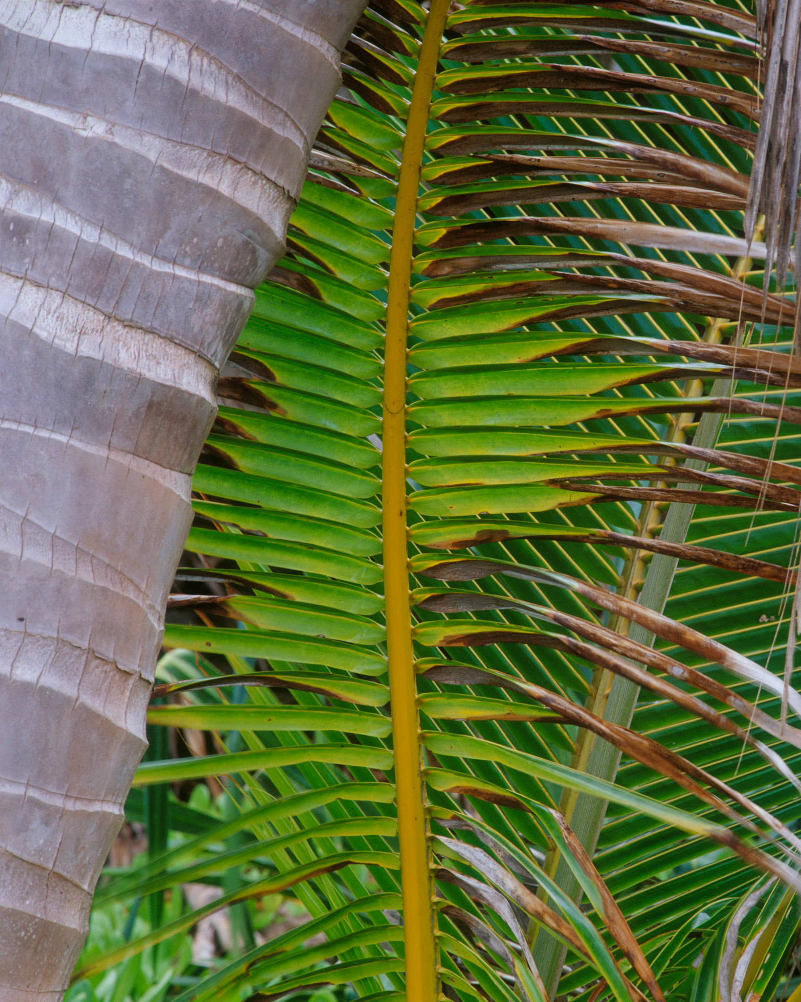 Palm Leaf and Trunk, Hana, 2005