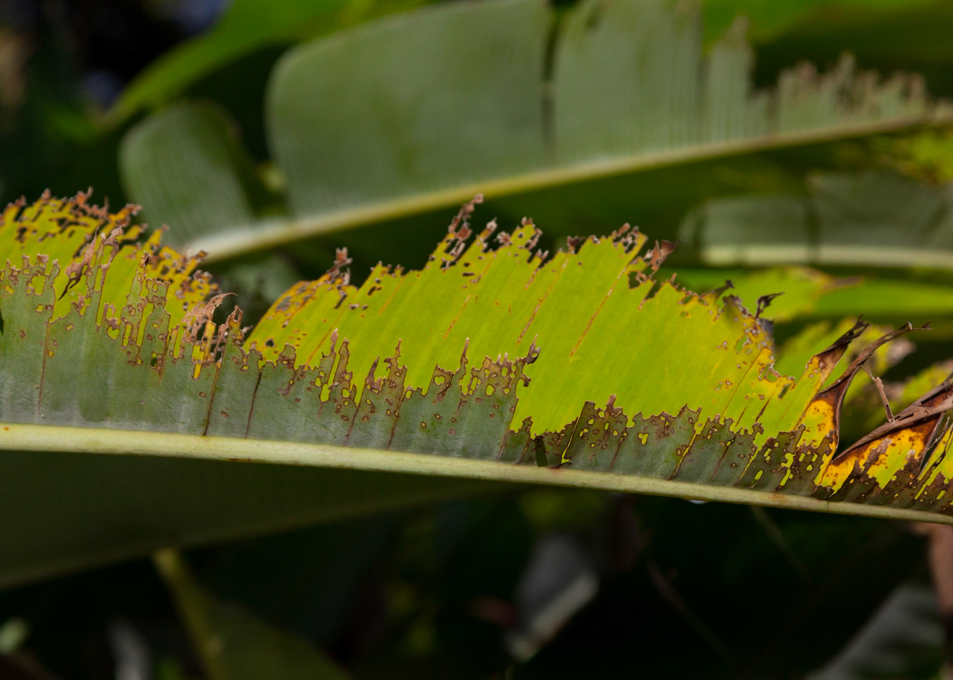 Aging Leaf, Hana, 2010