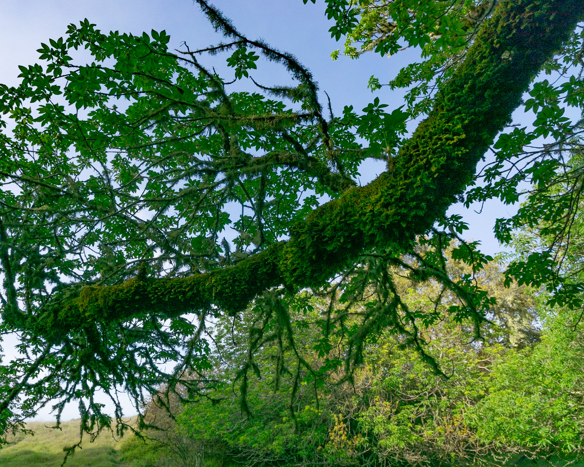 Buckeye, Montebello, 2022