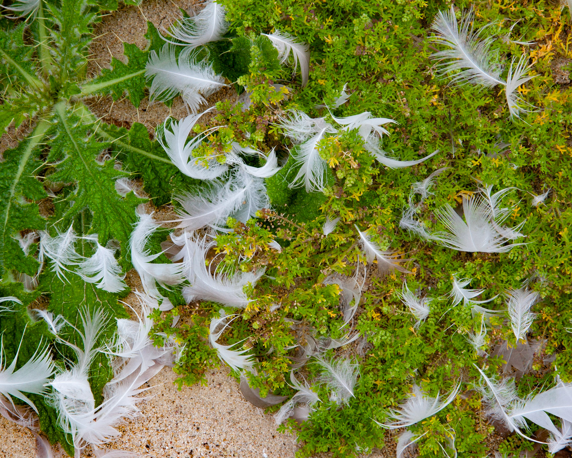 Feathers,  San Gregorio, 2011
