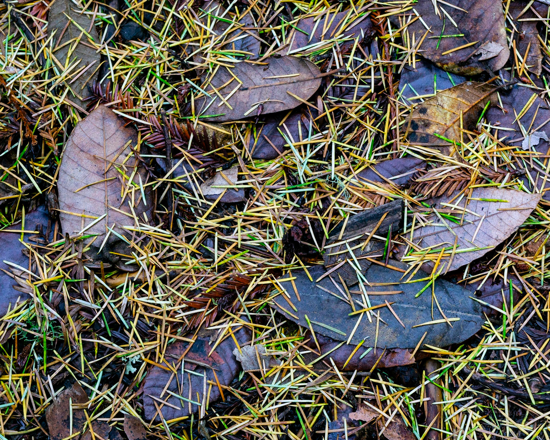 Forest Floor, Purisima, 2022
