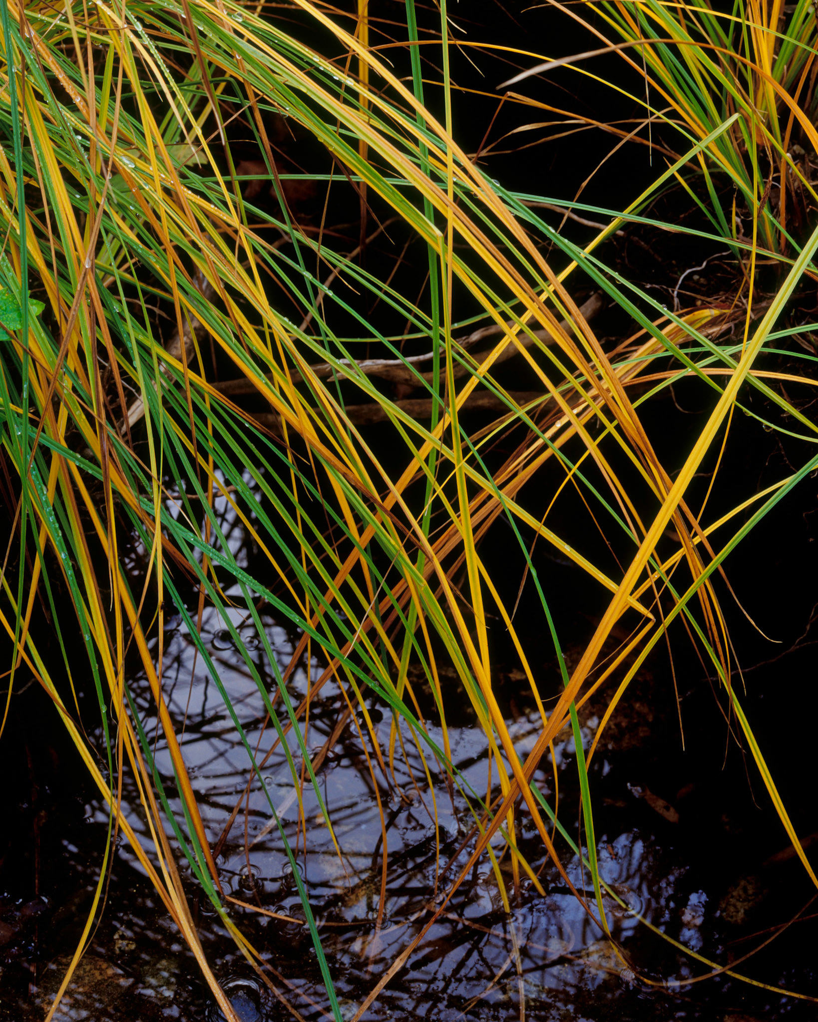 Secret Reeds, Stanislaus, 2006