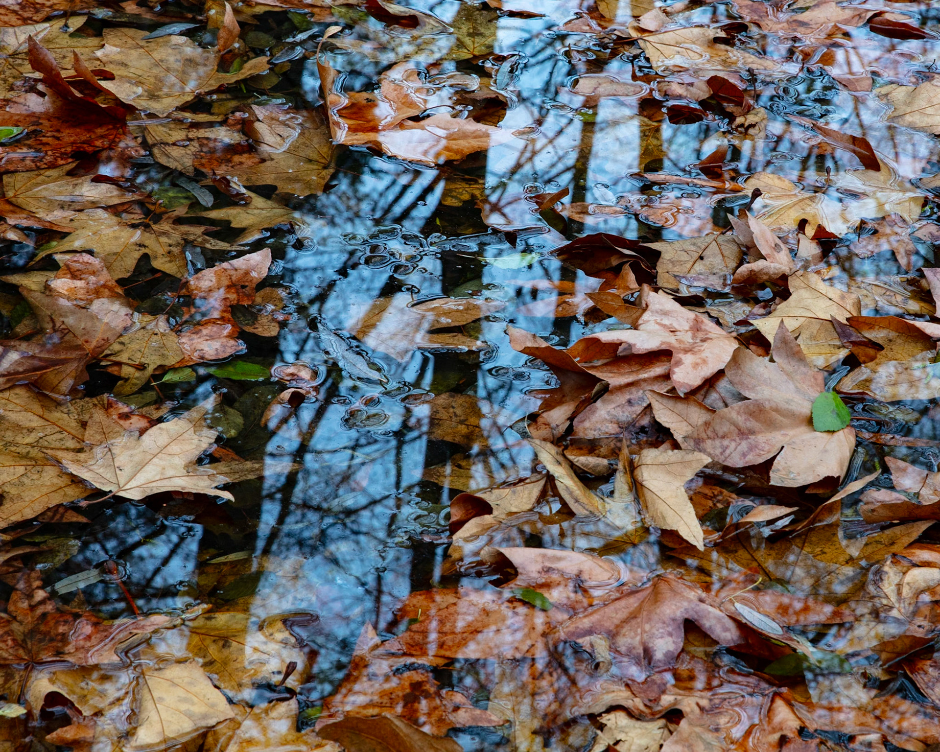 Gathered, Gazos, 2023