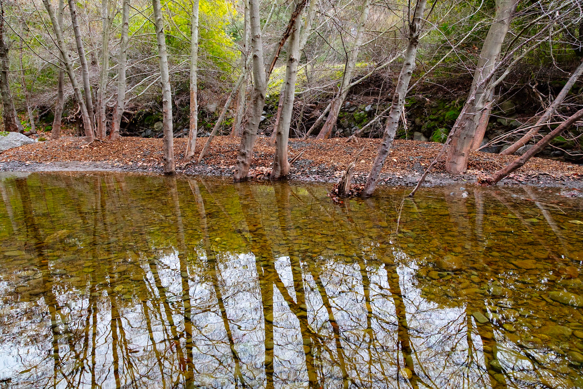 Reflections, Alameda Creek, 2024