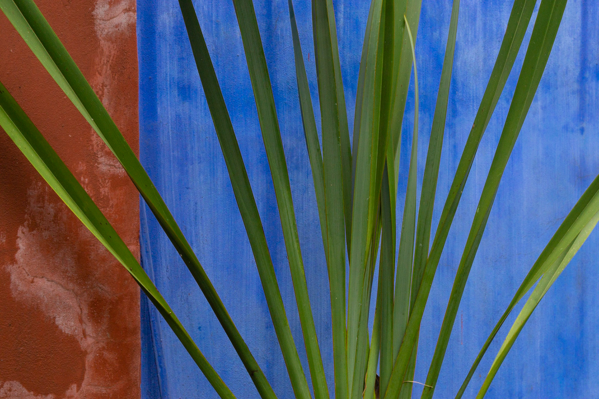 Green Contrast, La Casa Azul, 2019