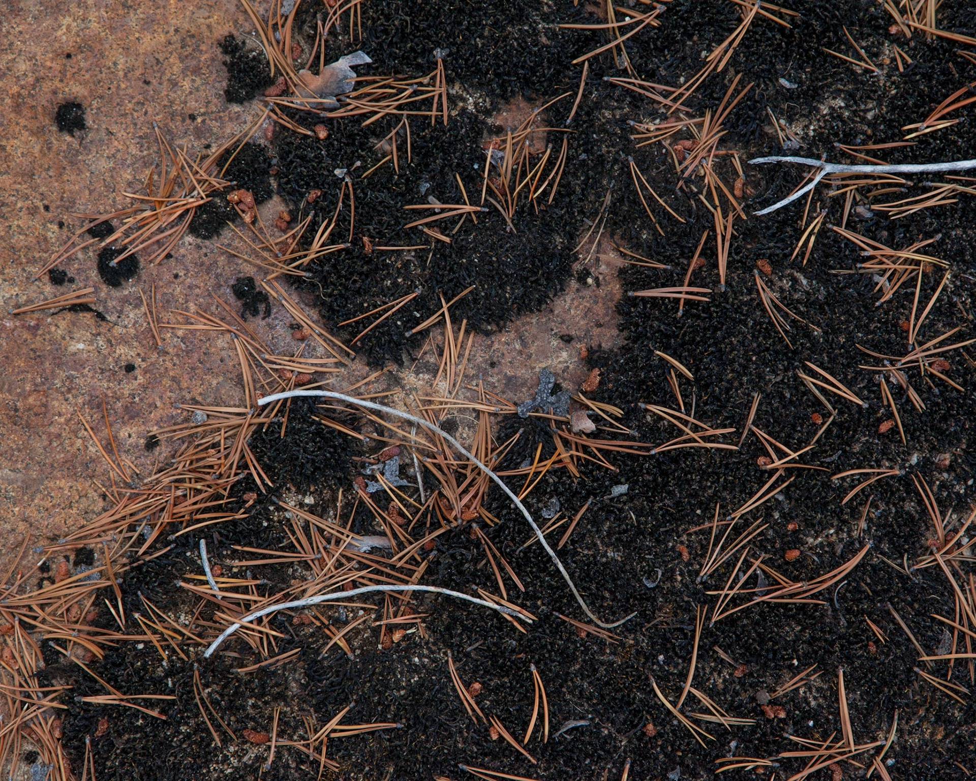 Moss and Needles, Tenaya, 2012