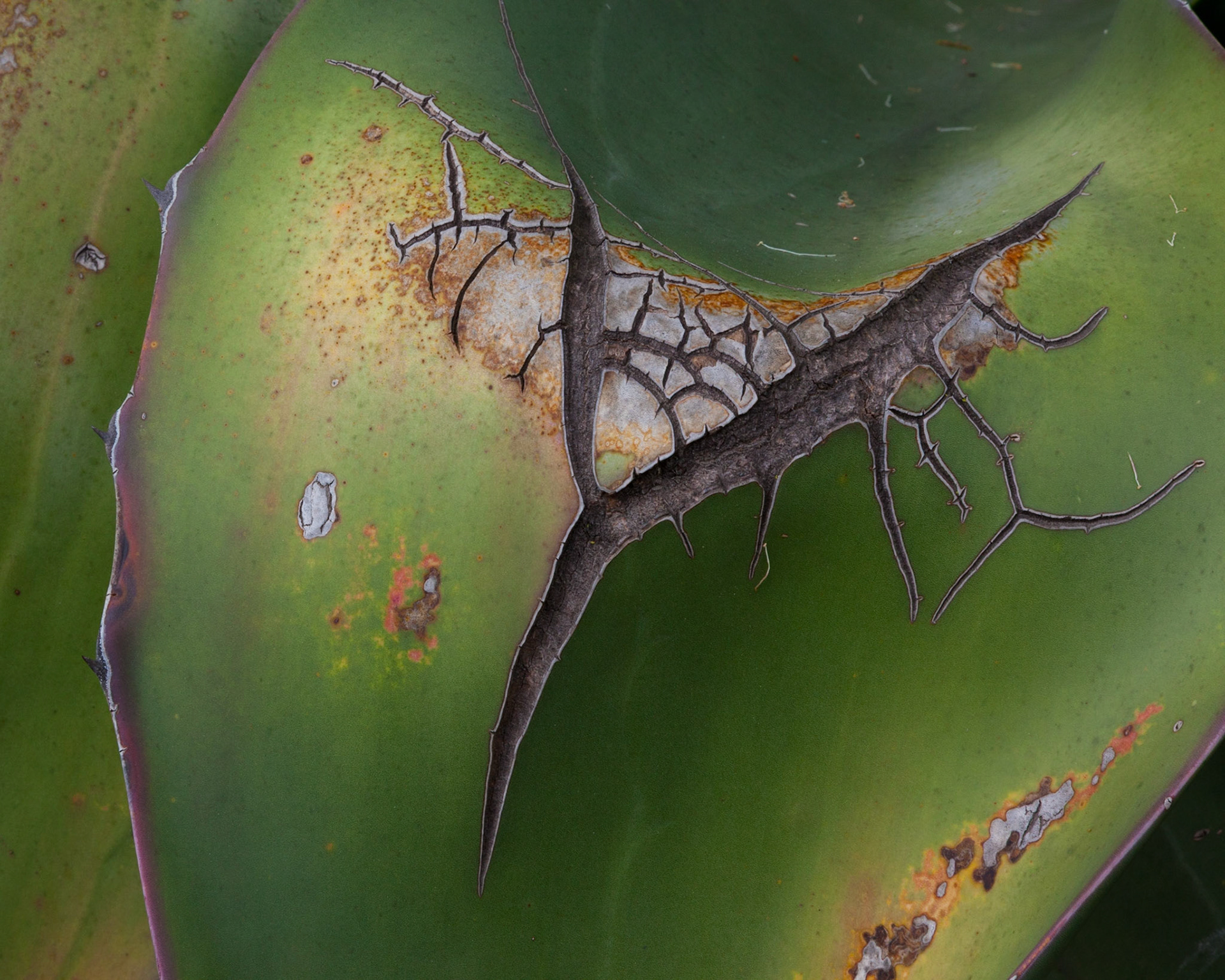 Agave Talisman, Stanford, 2012