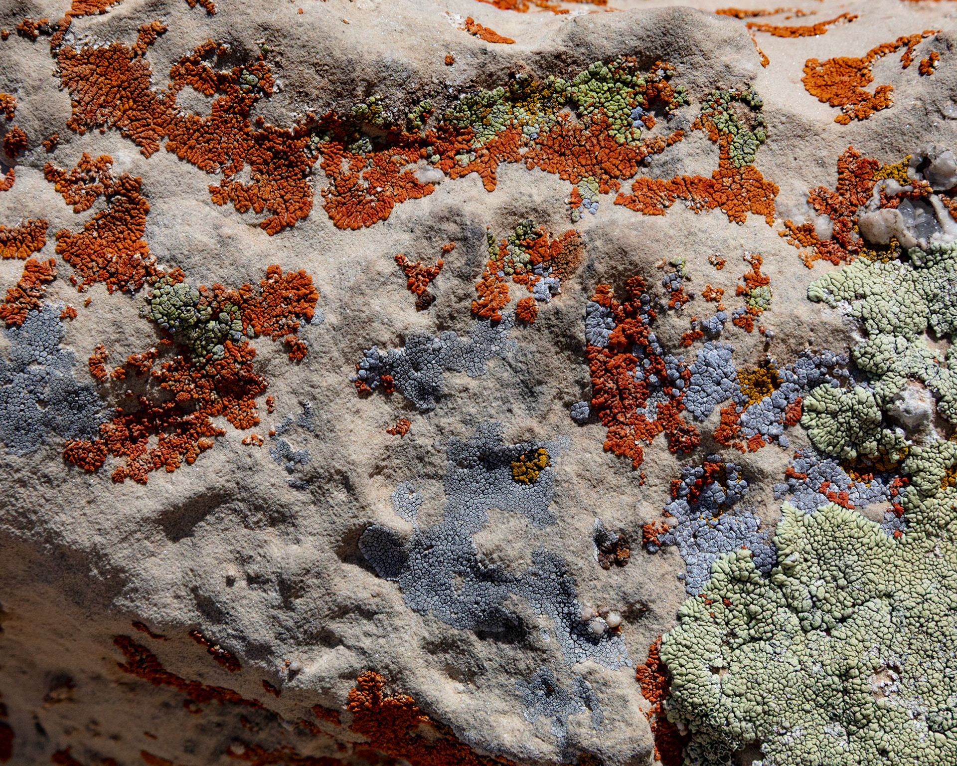 Lichen, North Rim Grand Canyon, 2022