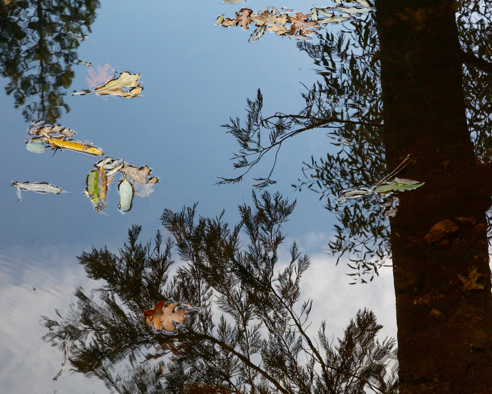 Mirrored, Tenaya Creek, 2023