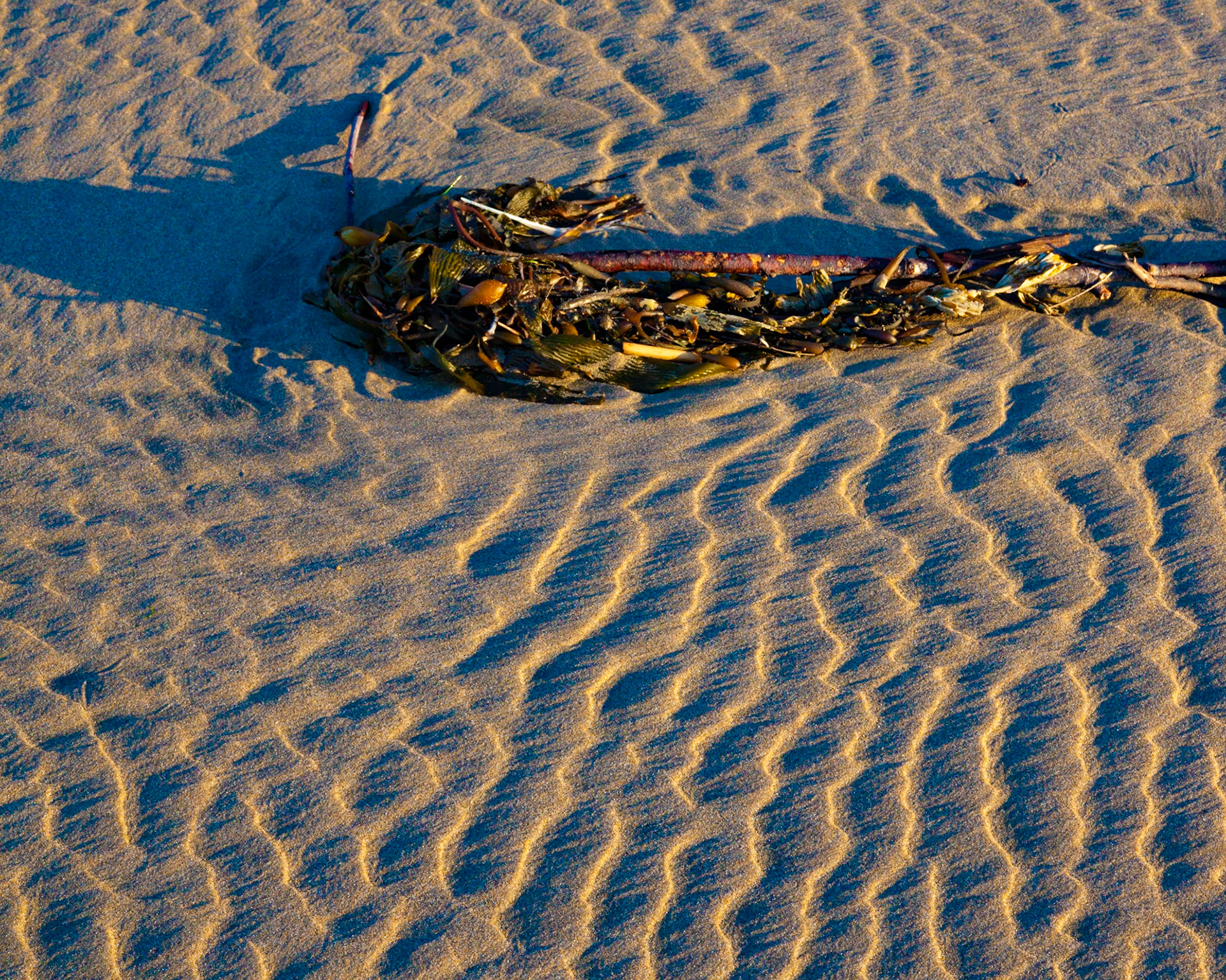 Rippled, Pomponio, 2016