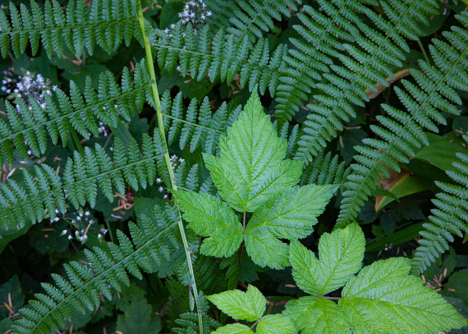 Fern Harmony, Pacific Rim, 2011