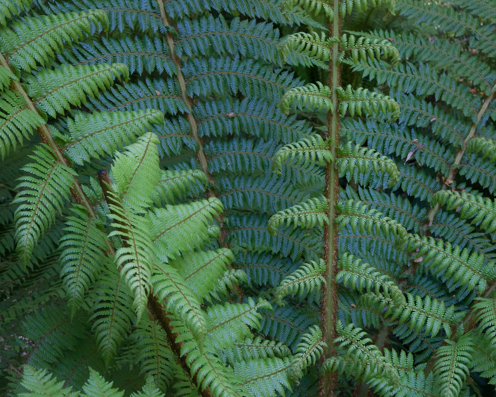 Fern Fronds, New Zealand, 2017