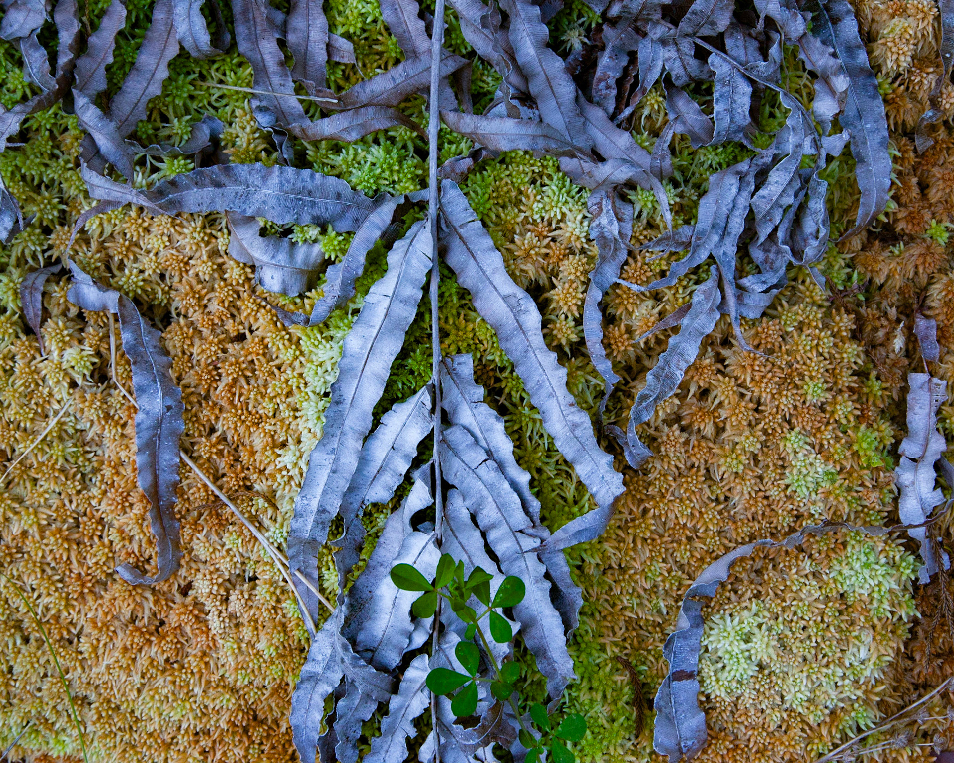 Blue Leaves, New Zealand, 2017