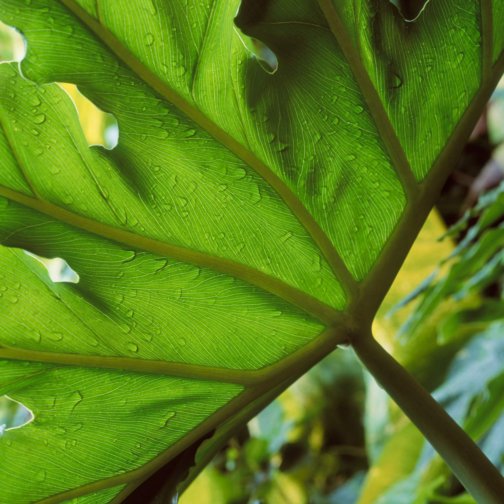 Translucent Leaf, Honokeana, 2004