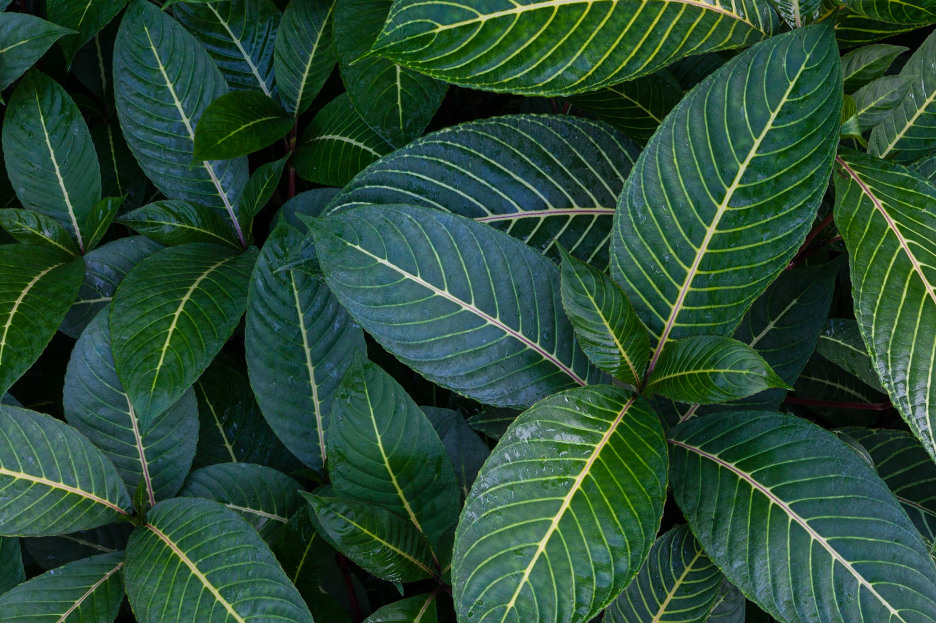 Understory, Hana, 2018