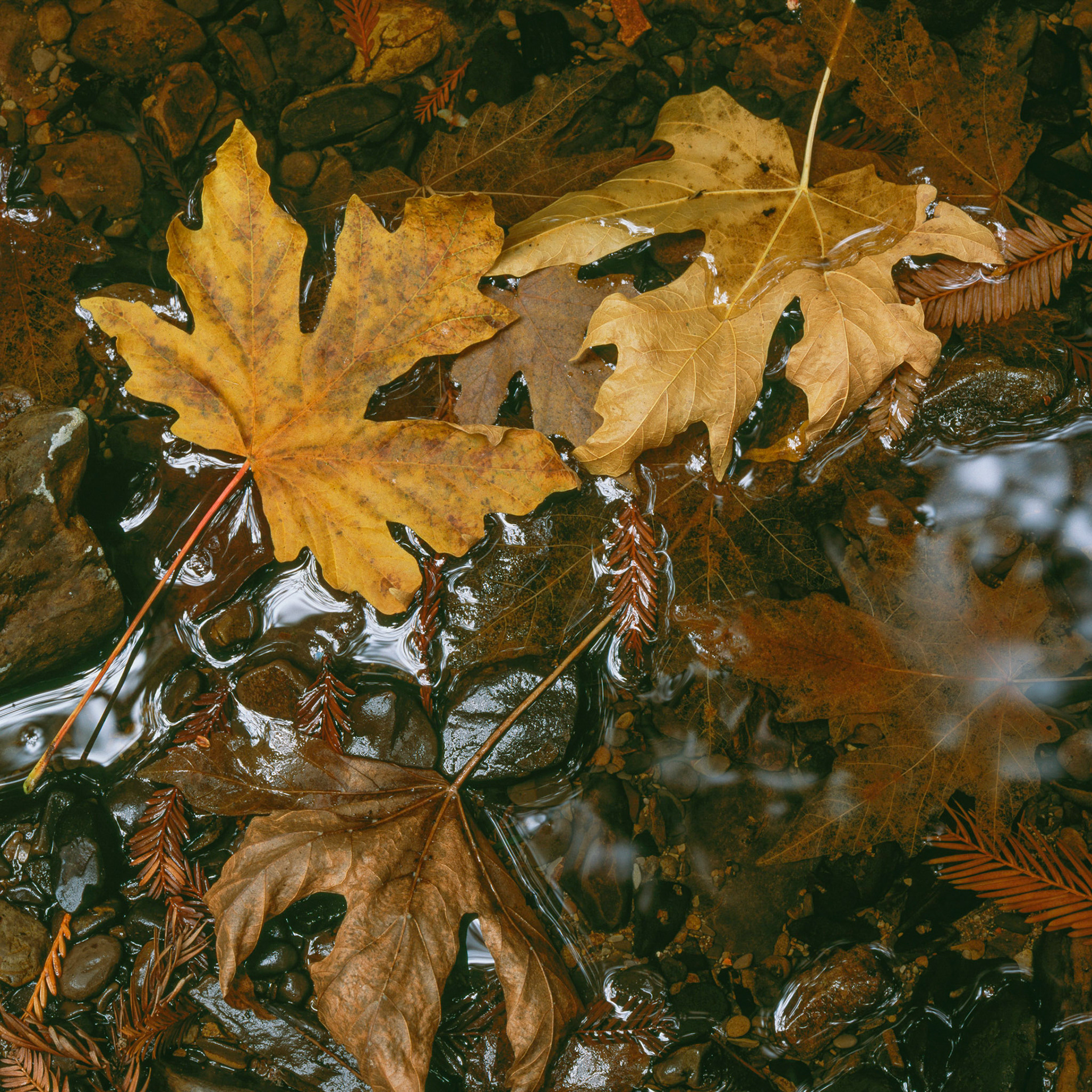 Stream Surface, Butano, 2002