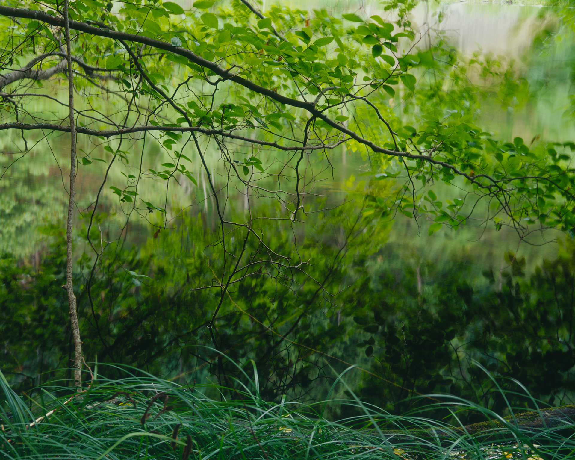 Lake Idyll, San Juan Island, 2008