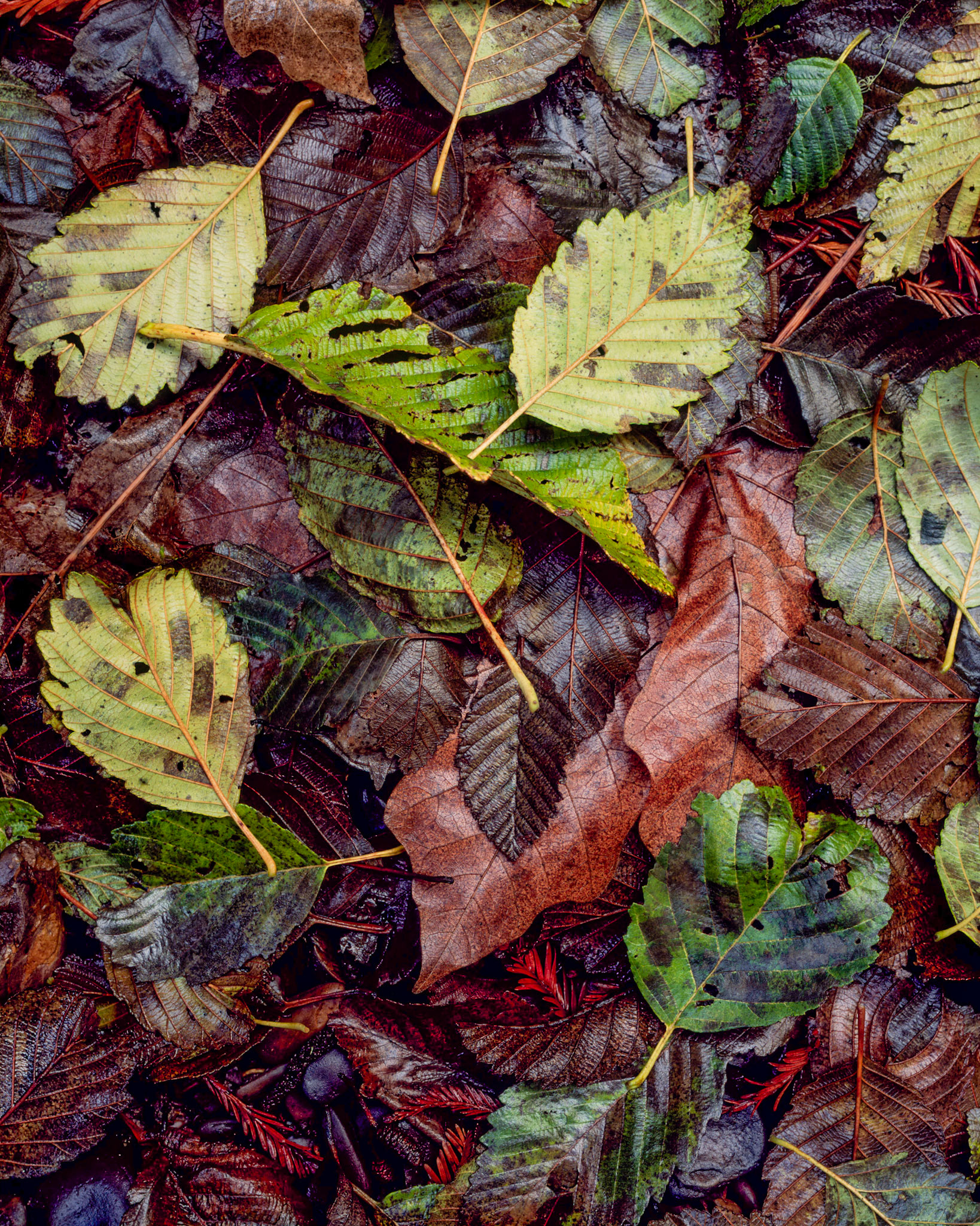 Leaf Carpet, Gazos Creek, 2009