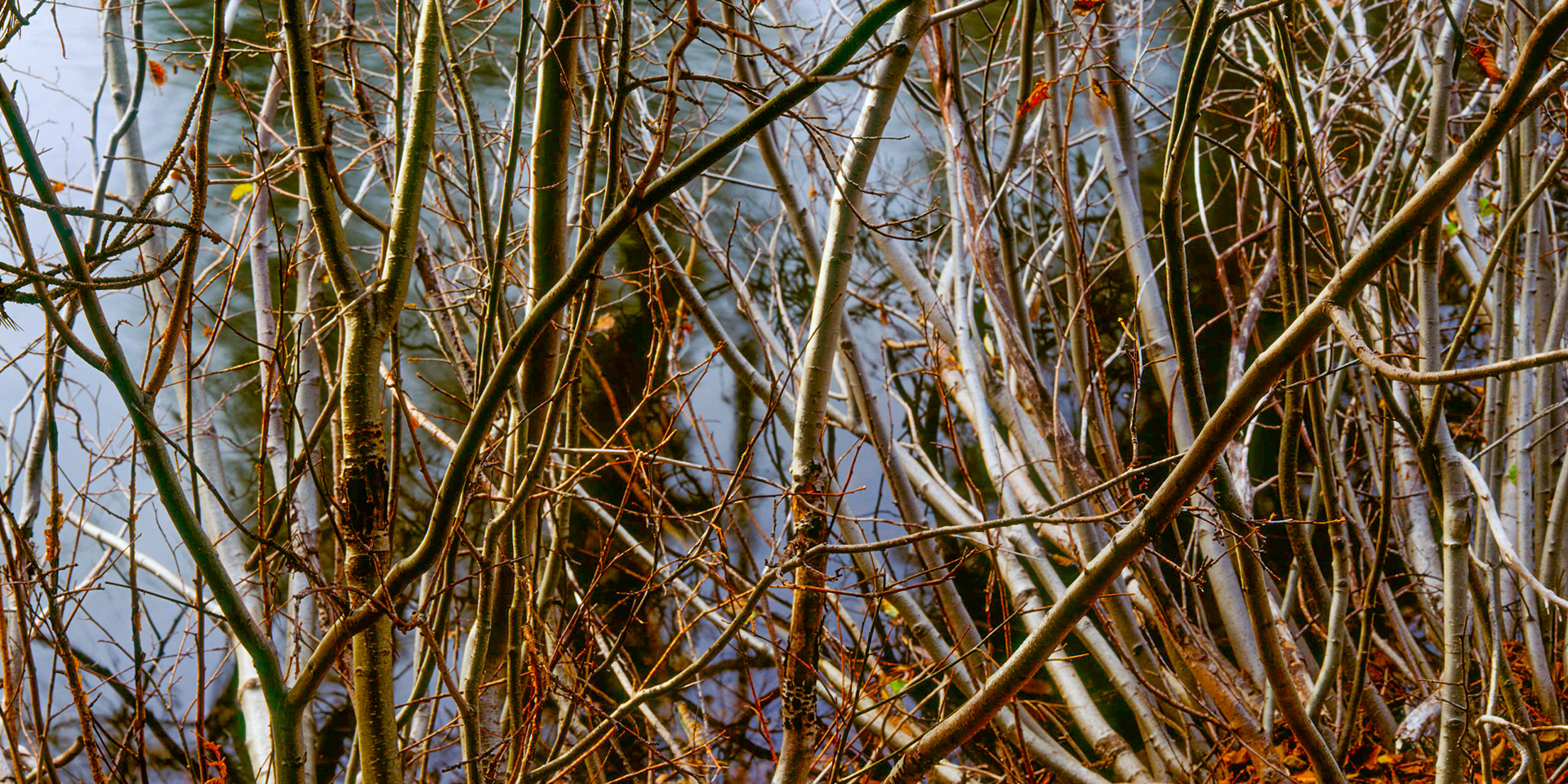 Willow Reverie, Upper Stanislaus, 2006