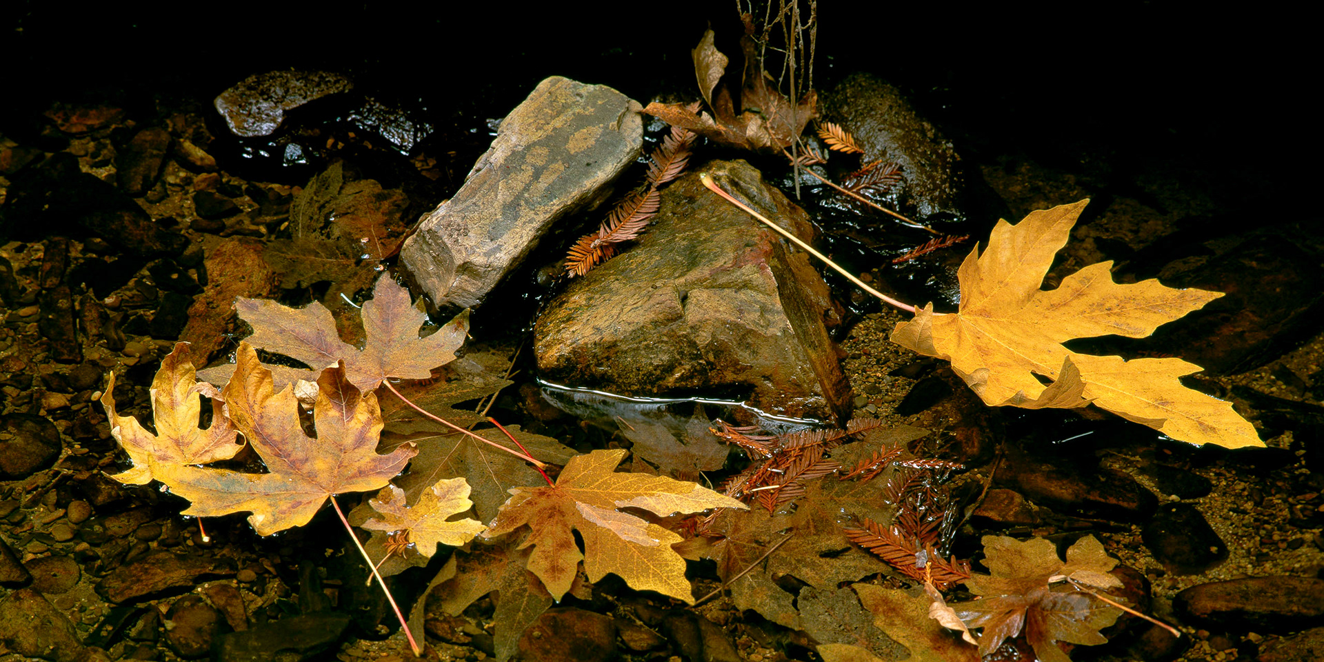 Water Triptych, Butano, 2002