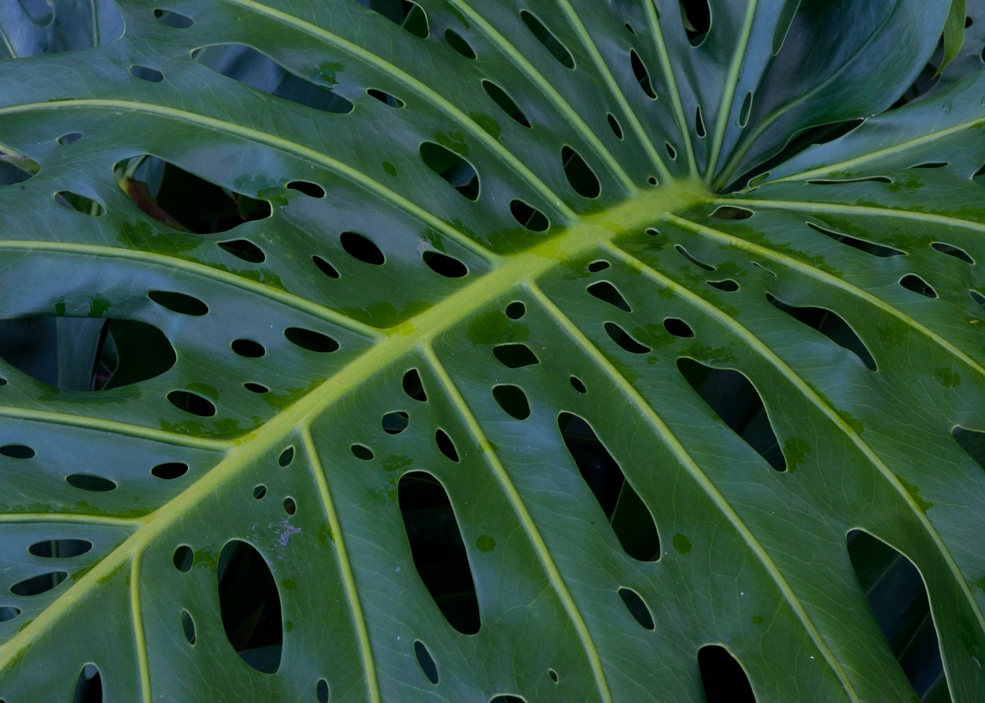 Monstera, Hana, 2010