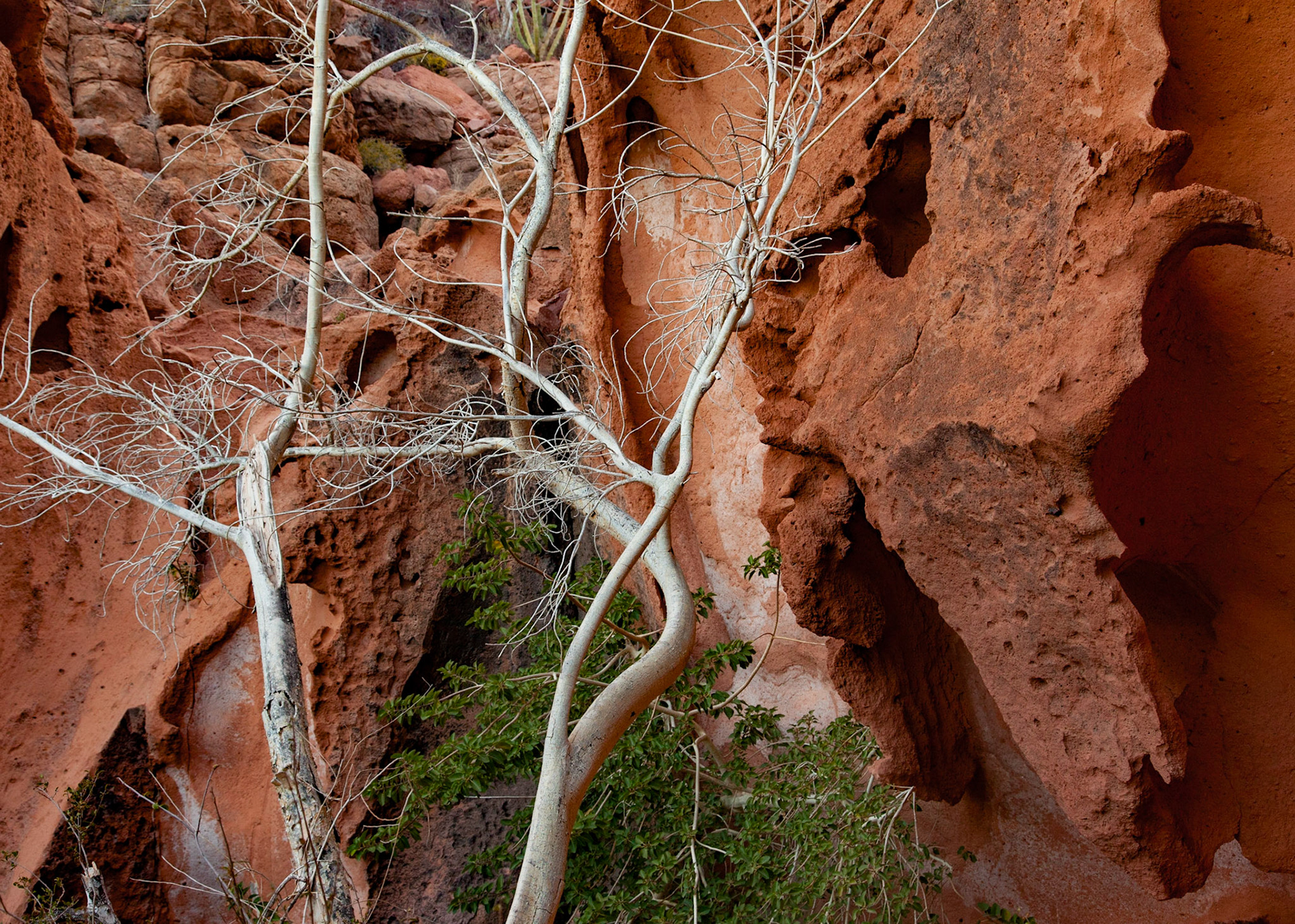Branches, Isla Espiritu Santo, 2012