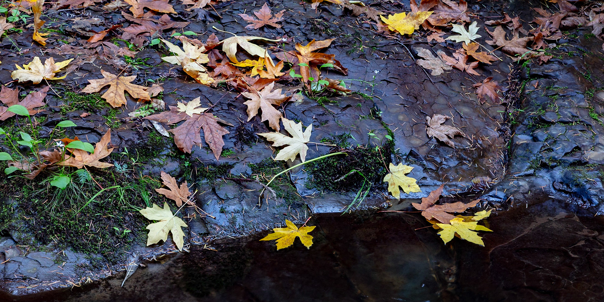 Gathering, Gazos, 2022